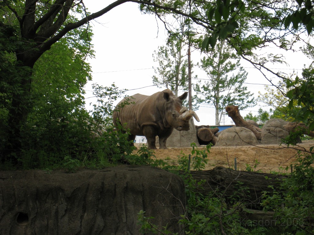 Dart Frog Dash 08 0621.jpg - How about now?